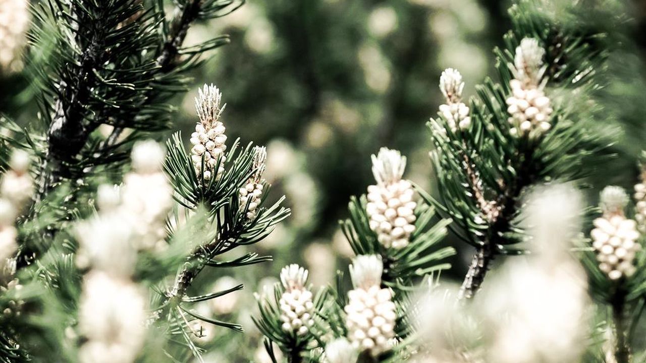 Natur Natur